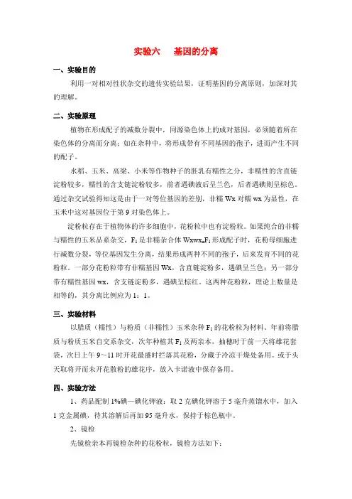 遗传学实验-基因的分离