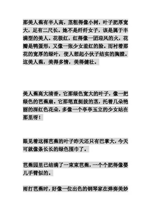美人蕉