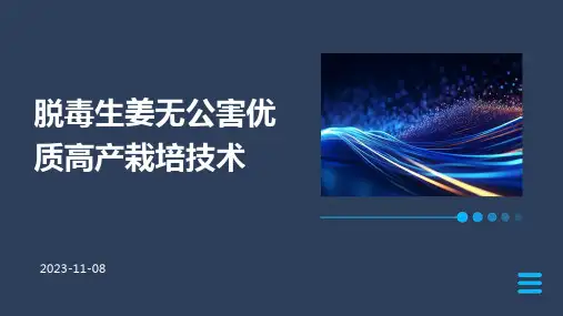 脱毒生姜无公害优质高产栽培技术