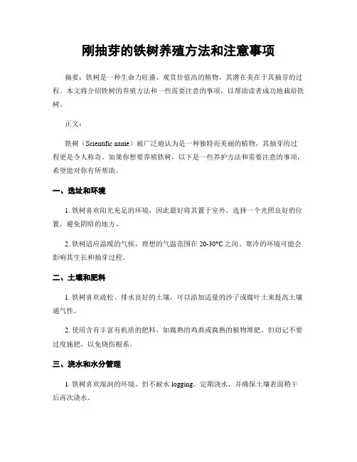 刚抽芽的铁树养殖方法和注意事项