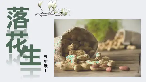 统编版五年级语文上册2落花生课件(共19张PPT)