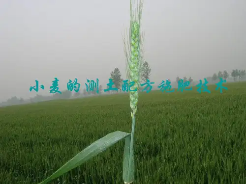 小麦的测土配方施肥技术