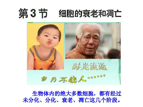 人教版高中生物必修一第6章第3节 细胞的衰老和凋亡课件