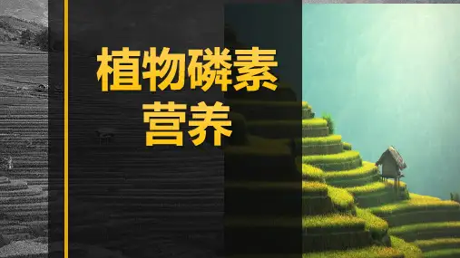 《土壤肥料》课件——4.3.2植物磷素营养