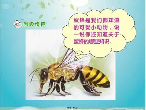 蜜蜂是我们都知道的可爱小动物(共7张PPT)