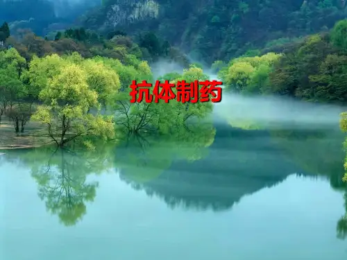 抗体工程制药PPT课件