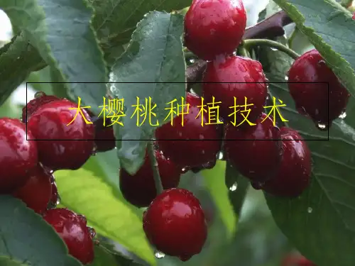 《大樱桃种植技术》PPT课件