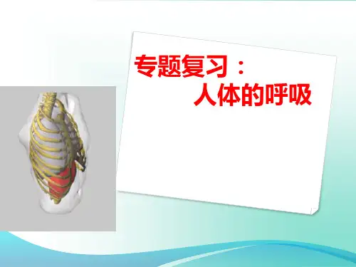 人教版七年级下册生物 第三章 人体的呼吸说课课件
