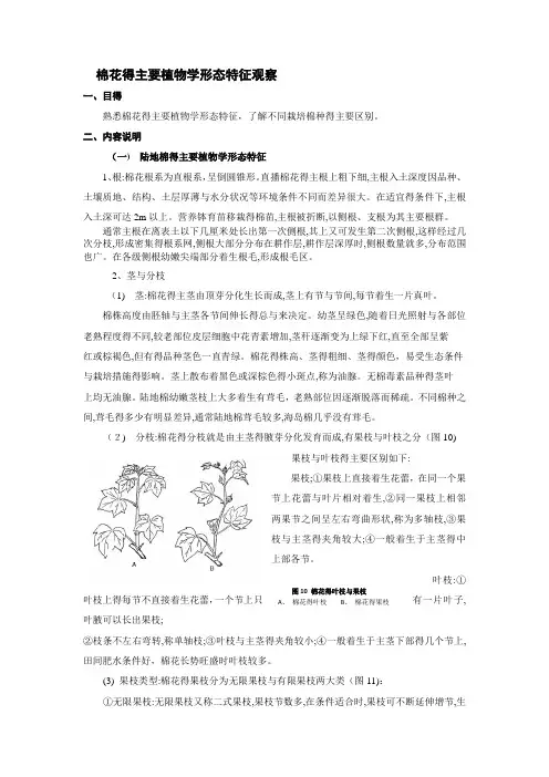 棉花的主要植物学形态特征观察