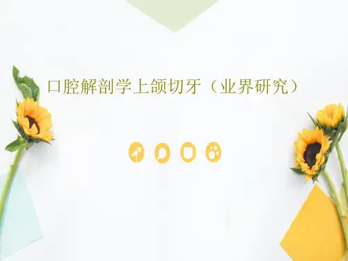 口腔解剖学上颌切牙(业界研究)23页PPT