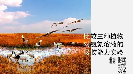 浙江大学生物系统工程-非点源污染-对比三种植物对氨氮吸收能力的实验