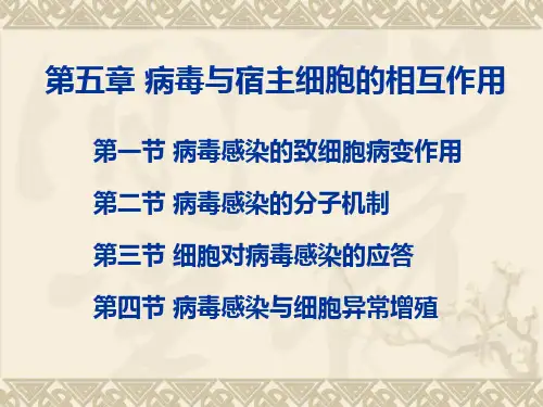 05.第五章病毒与宿主细胞的相互作用