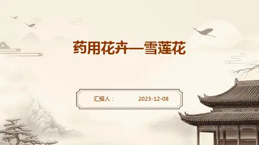 药用花卉—雪莲花