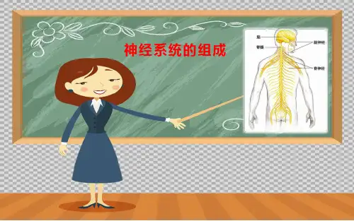 人教版初中生物七年级下册课件-4.6.2 神经系统的组成5