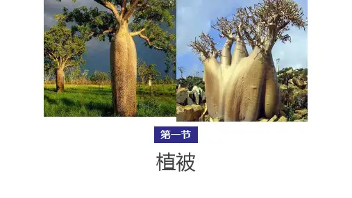 5-1植被(教学课件)——高中地理人教版(2019)必修第一册