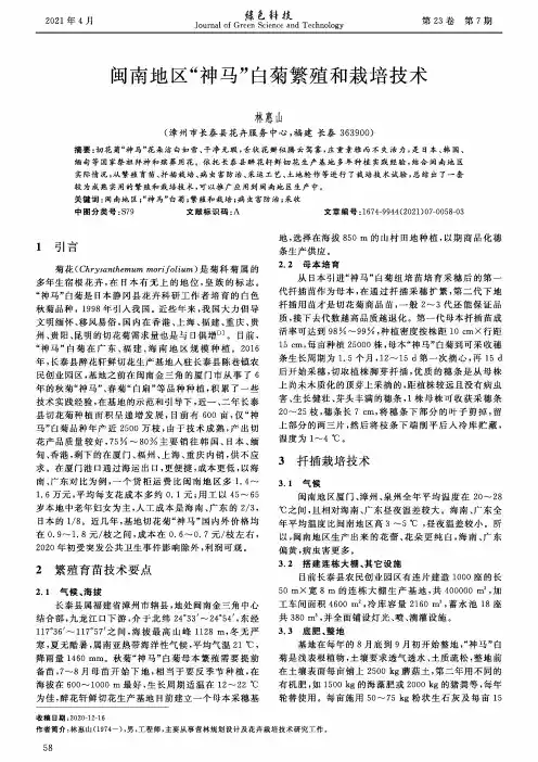 闽南地区“神马”白菊繁殖和栽培技术