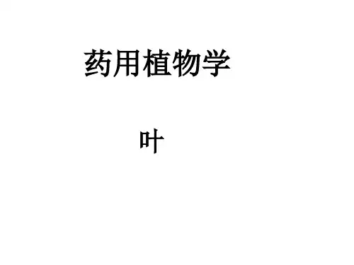 药用植物学课件——叶