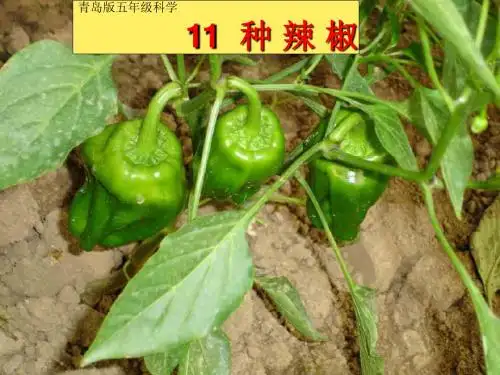 青岛小学科学五下《11.种辣椒》PPT课件