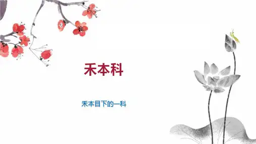 禾本科    