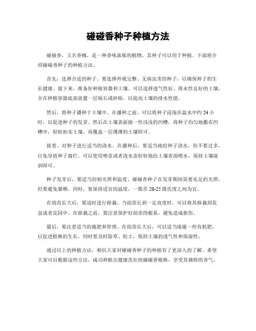 碰碰香种子种植方法