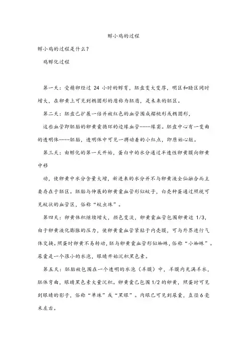孵小鸡的过程 