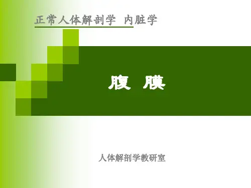 正常人体解剖学：9_腹膜