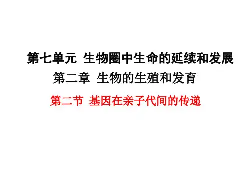 人教版初中八年级生物下册第七单元第二章-生物的遗传与变异第二节 基因在亲子代间的传递-经典PPT教学