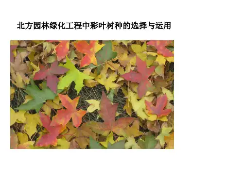 北方园林绿化工程中彩叶树种的选择与运用