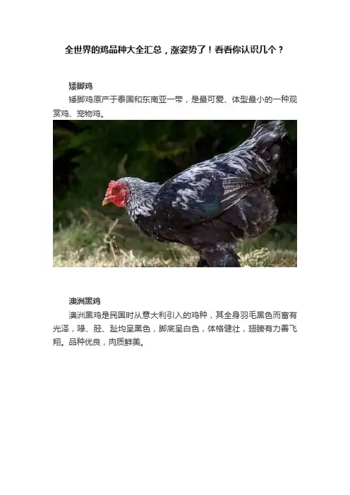 全世界的鸡品种大全汇总，涨姿势了！看看你认识几个？