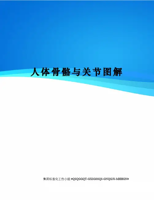 人体骨骼与关节图解