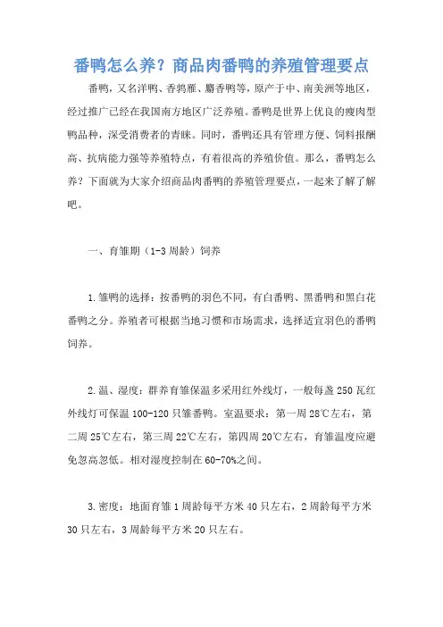 番鸭怎么养？商品肉番鸭的养殖管理要点