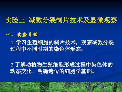 减数分裂制片技术及显微观察