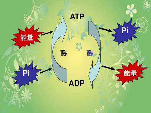 呼吸作用PPT教学课件(1)
