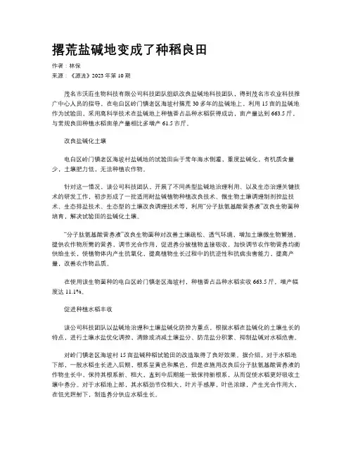 撂荒盐碱地变成了种稻良田