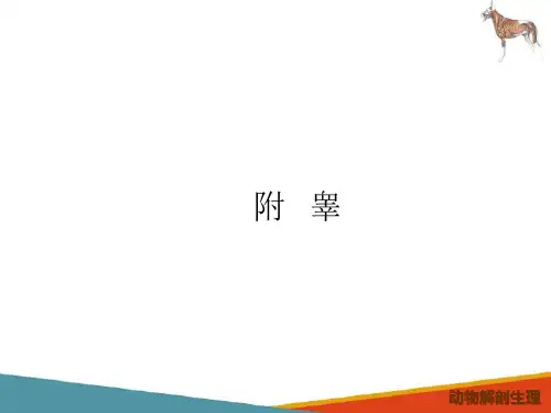 动物生殖系统—生殖系统解剖(动物解剖生理课件)