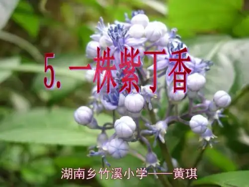 《一株紫丁香》ppt.