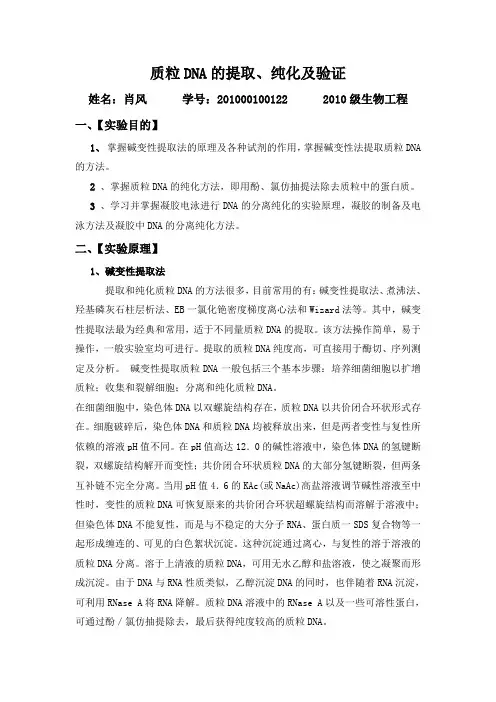 质粒DNA的提取、纯化及验证