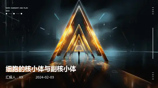 细胞的核小体与副核小体