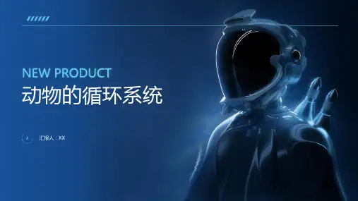 动物的循环系统