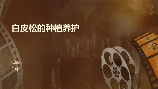 白皮松的种植养护