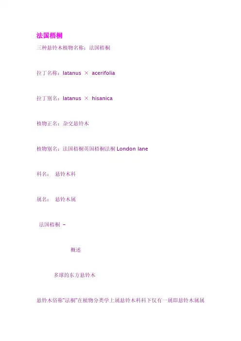 法国梧桐