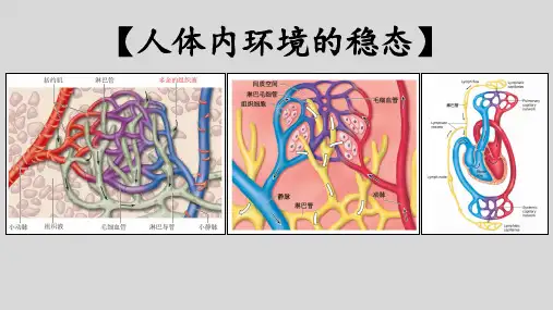 高三生物一轮复习课件内环境及稳态的意义