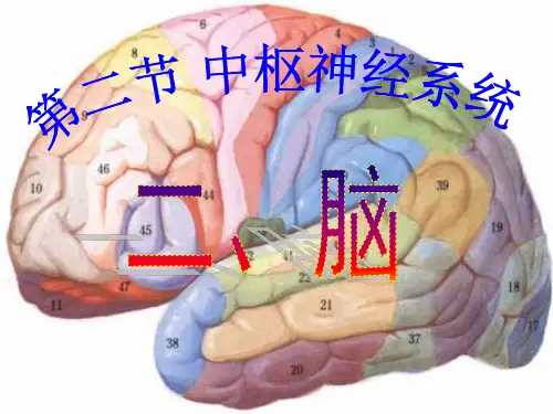 24脑干、小脑、间脑、端脑的外形