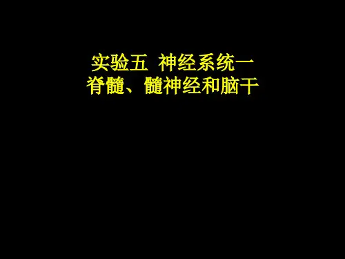 脊髓、脊神经和脑干