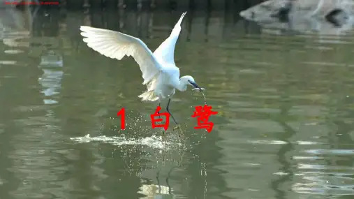 (部编人教版)小学五年级语文上册《白鹭》讲解教学课件