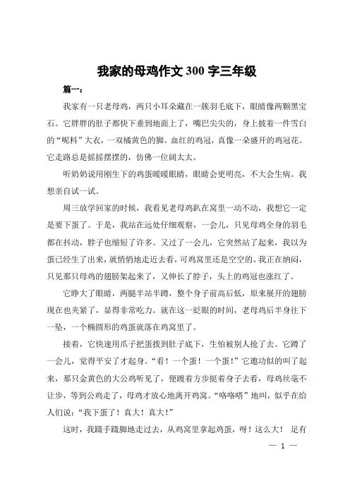 我家的母鸡作文300字三年级