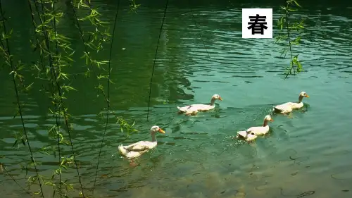 (赛课课件)人教部编版三年级下册语文《绝句、惠崇春江晚景、三衢道中》(共52张PPT)