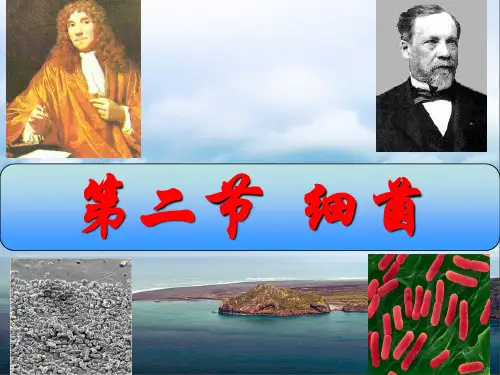人教版八年级生物上册第四章第二节细菌 课件