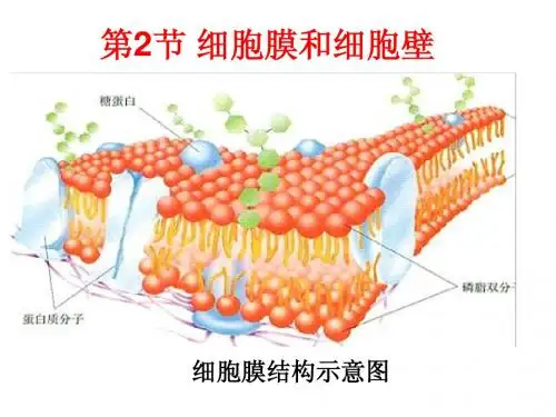 细胞膜和细胞壁