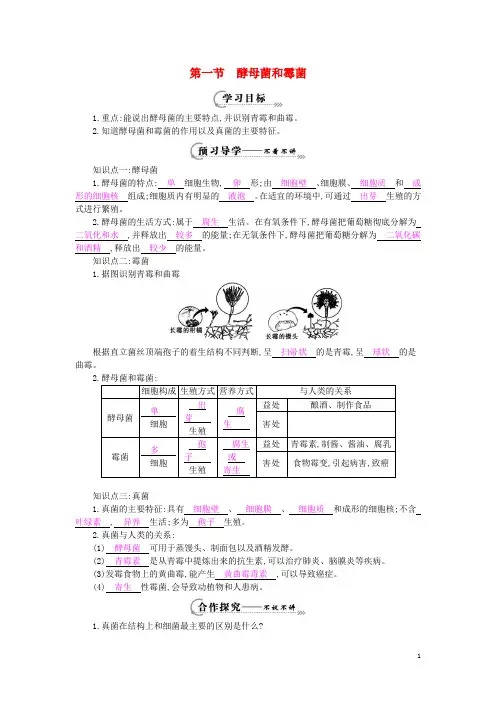 八年级生物上册 第五单元 第二章 第一节《酵母菌和霉菌》导学案 (新版)冀教版